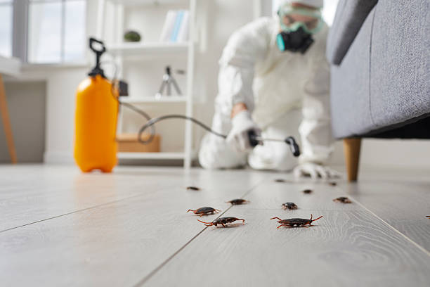 Commercial Kitchen Cockroach Control in La Luz
